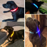 Dogs